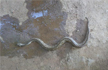 After Floods, Snake SOS keeps Kerala on toes as survivors return to Reptile-Infested homes